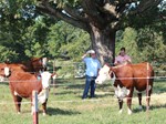 Walker Herefords Sale