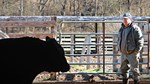 UT Bull Development Sale