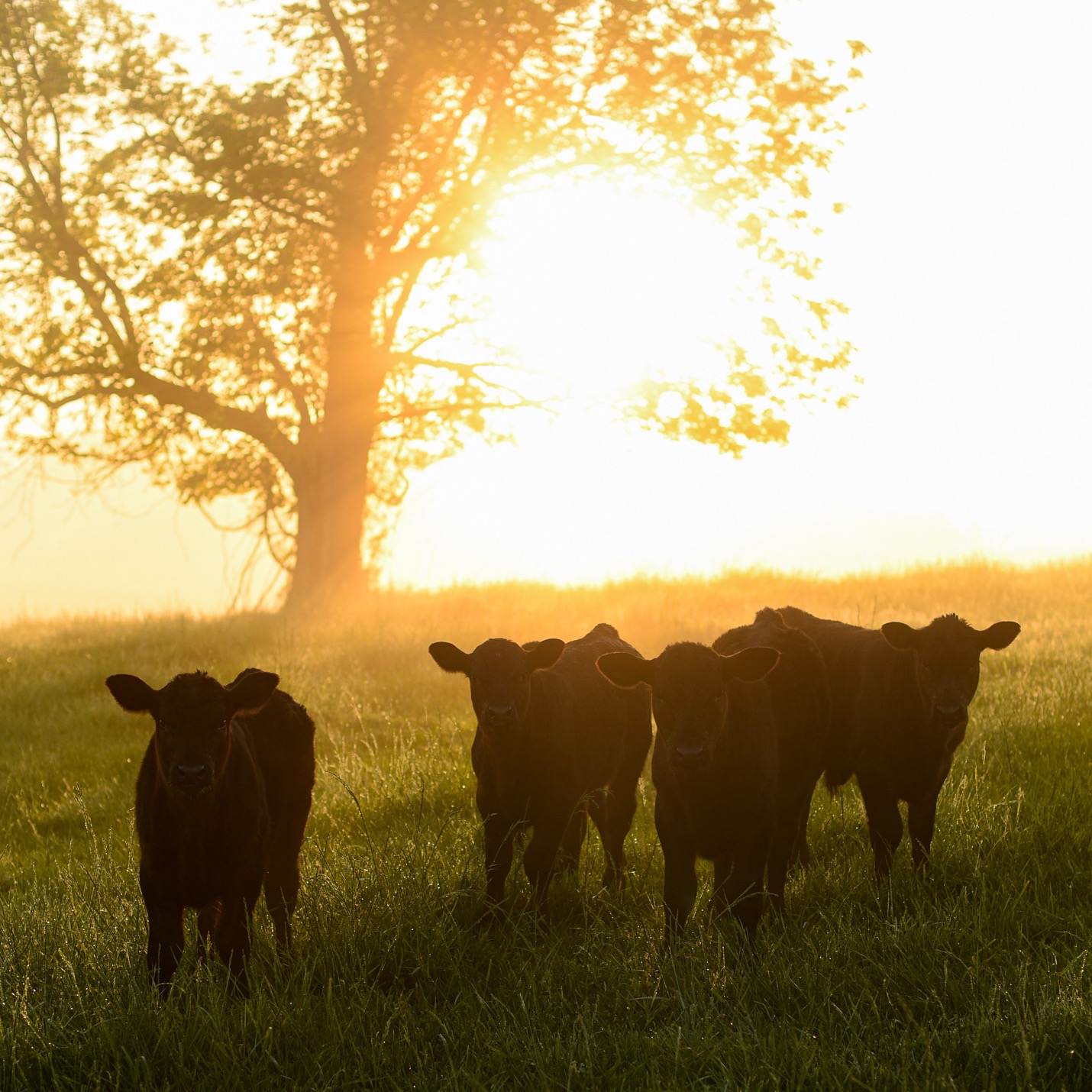 Upper Cumberland Angus Association Offering Scholarship