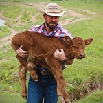 Man carrying calf