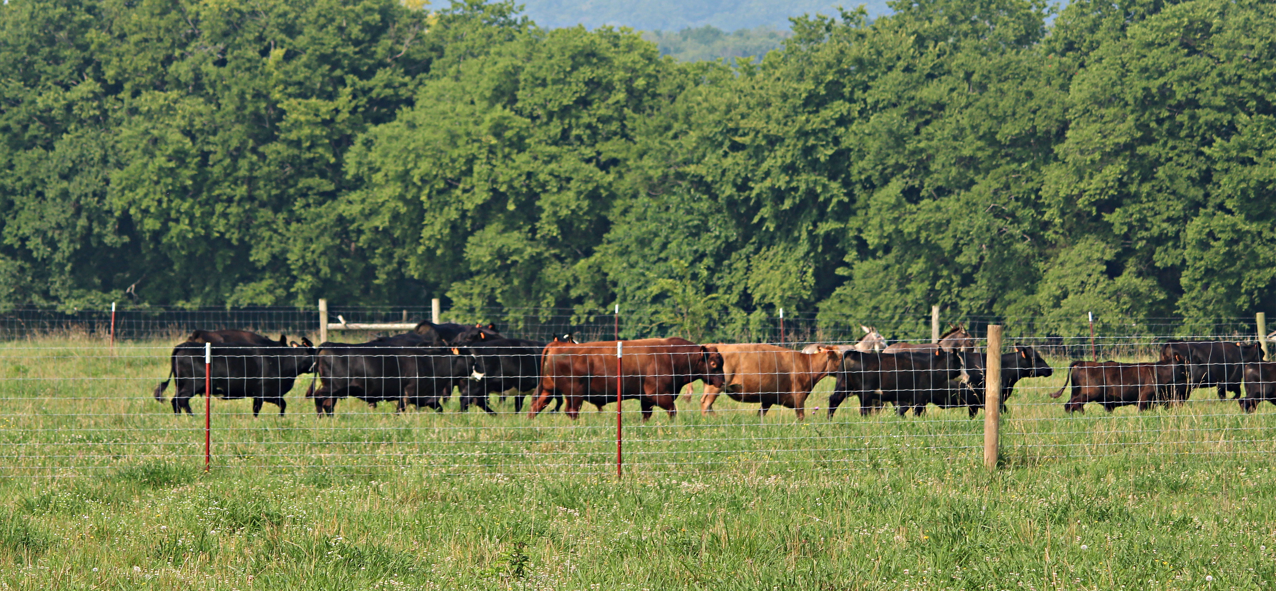 cattle - warren