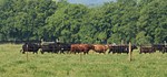 cattle - warren