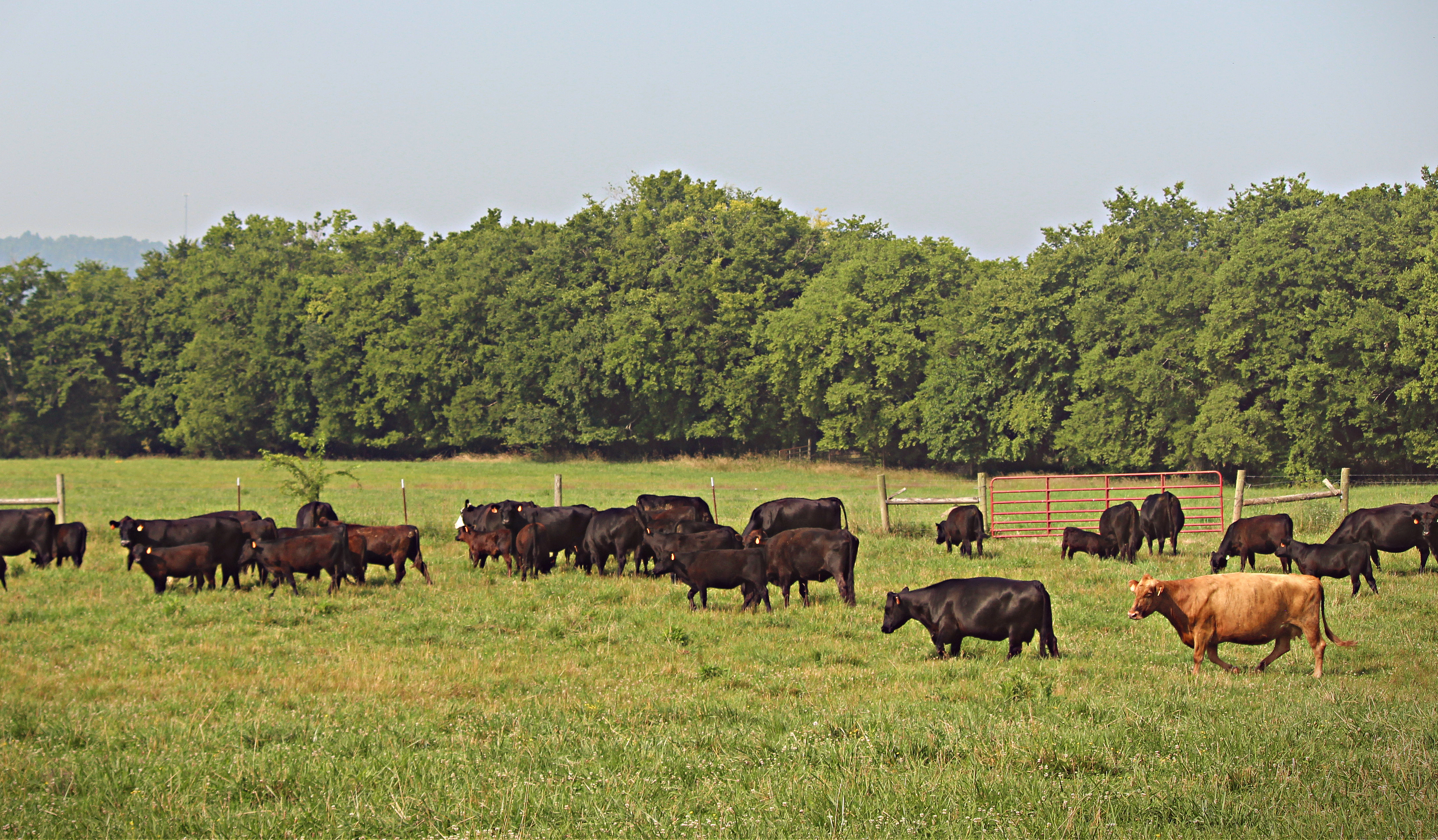 cattle herd