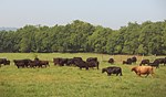 cattle herd